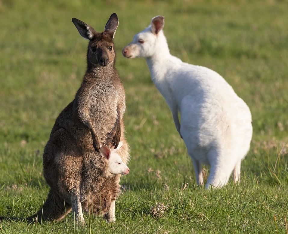 Australie Naissance Rarissime D Un B B Kangourou Albinos